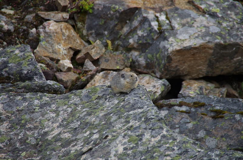 Banff NP 'Moraine  Lake - Tower of Babel' 16_09_2011 (7).JPG